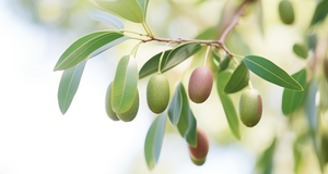 Gumnuts in the Garden: Tips for Cultivating Gumnut Trees
